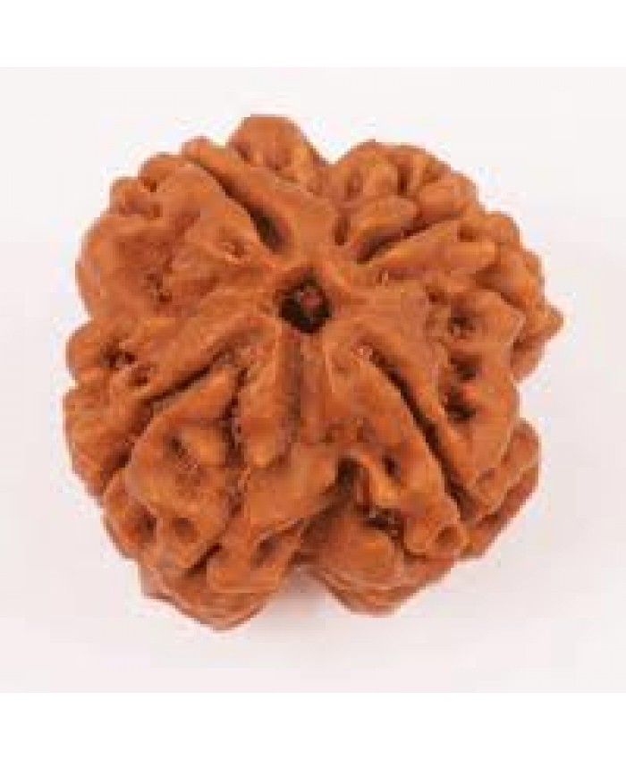 4 Mukhi rudraksha